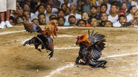 747 Live Sabong Betting: Where Tradition Meets .